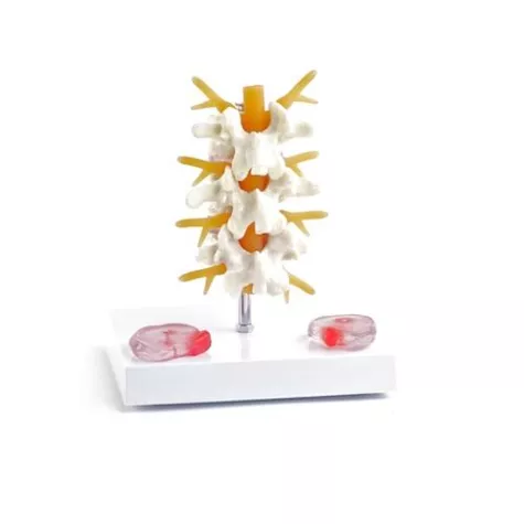 Bild: HeineScientific stellt neue anatomische Modelle vor