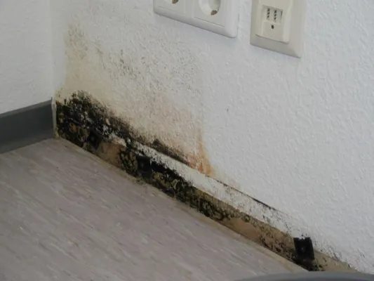 Bild: Schimmel entfernen, aber richtig! Info-Stammtisch im Hamburger ZzB