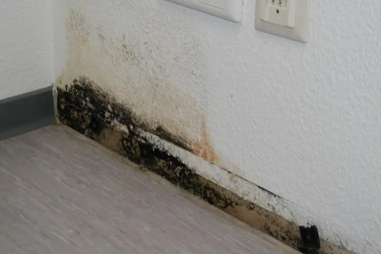 Schimmel entfernen, aber richtig! Info-Stammtisch im Hamburger ZzB Bild: Schimmel entfernen, aber richtig! Info-Stammtisch im Hamburger ZzB