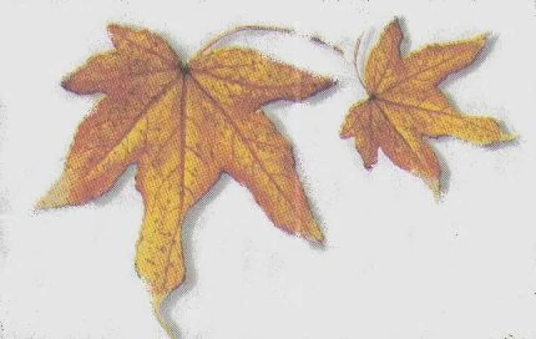 Bild: Die Farben des Lebens im Herbst 2006