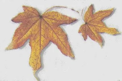 Bild: Die Farben des Lebens im Herbst 2006