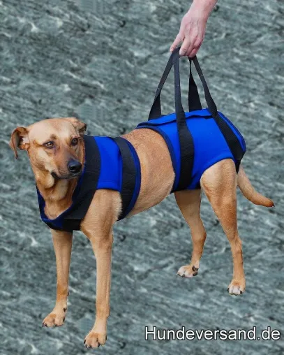 Hilfsgeschirre für alte und kranke Hunde Bild: Hilfsgeschirre für alte und kranke Hunde