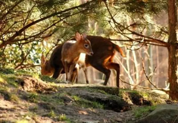Bild: Meister der Tarnung im Erlebnis-Zoo Hannover