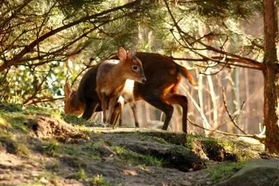 Bild: Meister der Tarnung im Erlebnis-Zoo Hannover