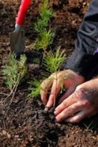 Bild: Generationswechsel im Wald