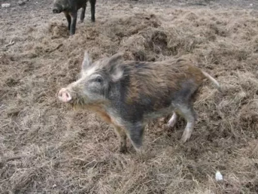 Bild: Afrikanische Schweinepest. Was tun mit dem Wildschweinfleisch?