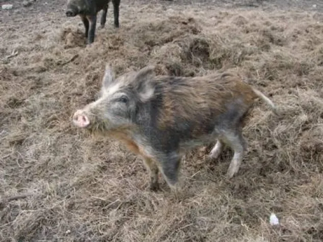 Bild: Afrikanische Schweinepest. Was tun mit dem Wildschweinfleisch?