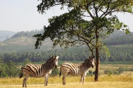 Bild: Mit Djoser nach Südafrika, Lesotho und Swaziland: Afrika von seiner schönsten Seite