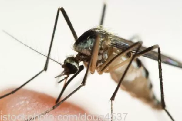 Bild: Pionier der Tet-Genschalter geht auch bei Malaria-Impfstoff-Entwicklung neue Wege