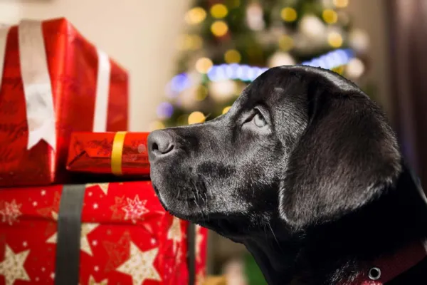 Bild: Stimmungsvolle Weihnachten mit den geliebten Vierbeinern