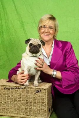 Bild: Mops Deckrüde Red Hot for Katja of Maokama-Mopszucht vom Mägdebrunnen-gewinnt auf Rassehundeausstellung Kassel