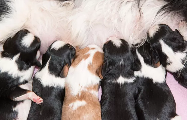 Bild: Warum Sie Ihren Welpen erst im Alter von 10 Wochen kaufen sollten