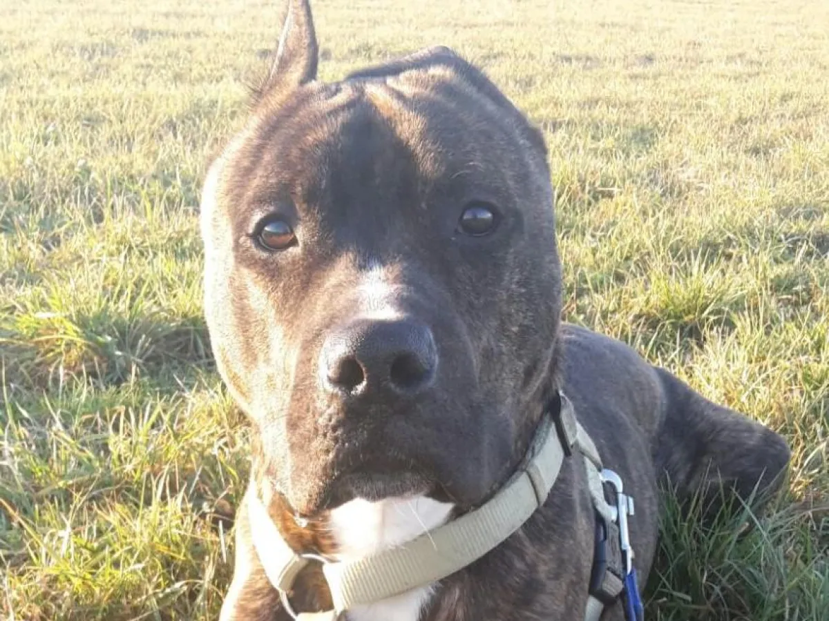 Mylo - Patenhund von ANUBIS-Tierbestattungen Rhein-Neckar