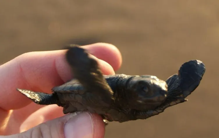Bild: Guatemalas Südküste - unentdecktes Naturparadies am Pazifik