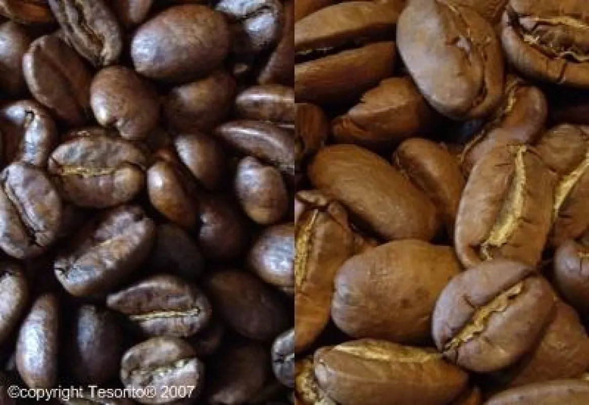 Facetten des Kaffees: links Arabica Kaffeeröstung - rechts Maragogype helle Röstung