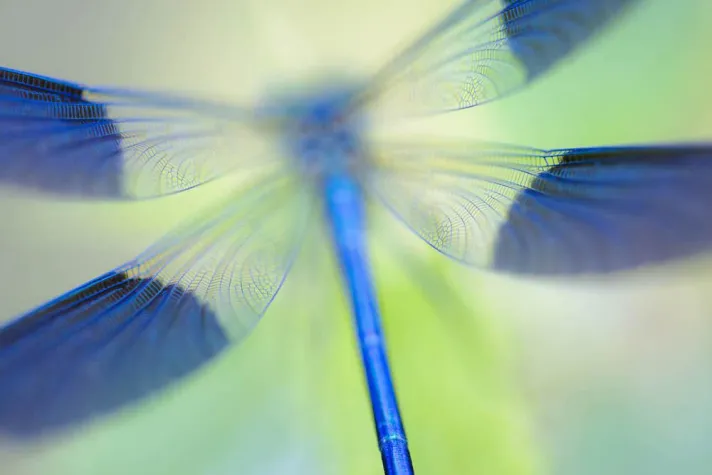 Bild: Hochkarätige Ausstellungen auf dem internationalen Naturfotofestival der GDT