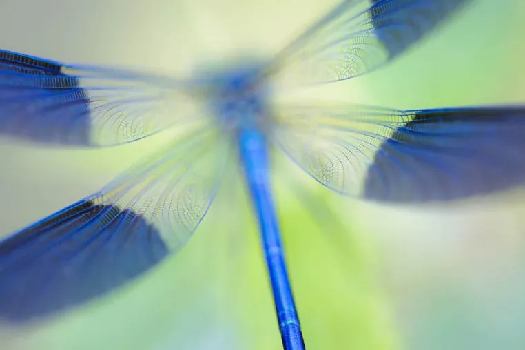 Bild: Hochkarätige Ausstellungen auf dem internationalen Naturfotofestival der GDT