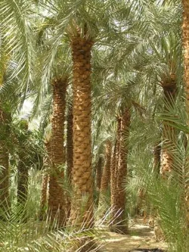 Bild: Individuell in die Oase Bahariya und die Weiße Wüste in Ägypten reisen