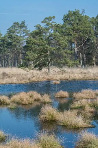Bild: Fotospaziergang im Tister Bauernmoor mit der Fotoschule des Sehens
