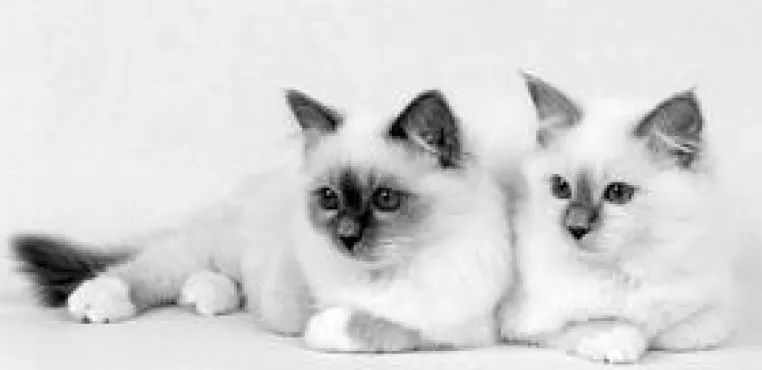 Katzen mit Menschenallergie Bild: Katzen mit Menschenallergie