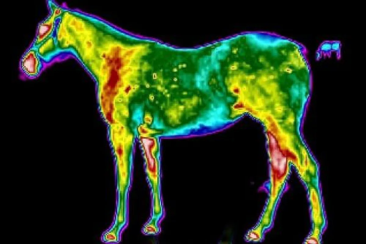 Ganzkörperthermografie eines Fohlens