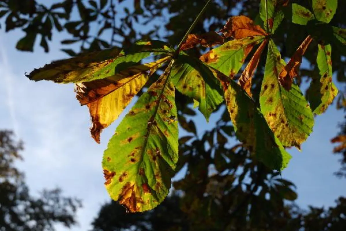 Der Herbst: Besonderes Licht und Farbe
