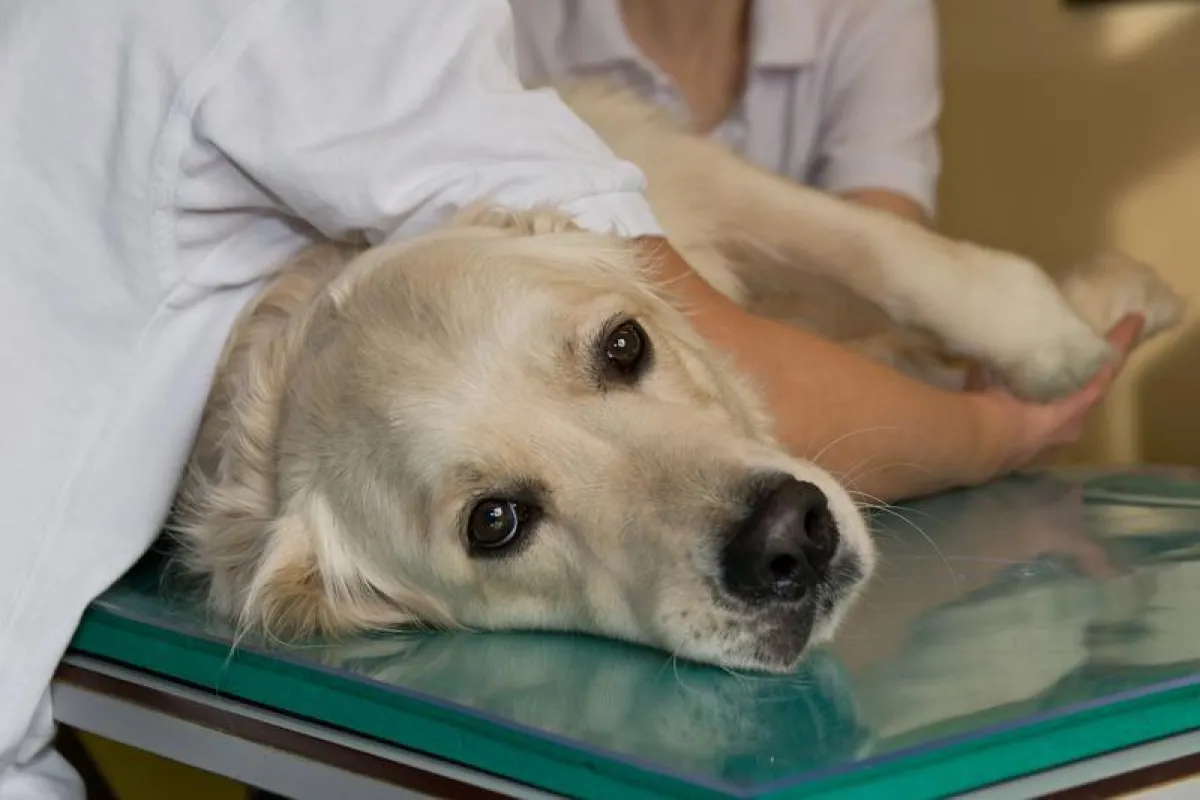 Pets like humans suffer from food intolerances and allergies. (Michael Bernkopf/Vetmeduni Vienna)