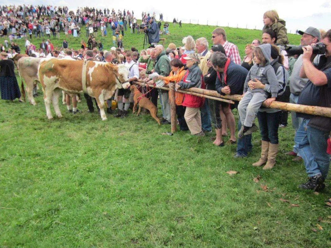 Stress für Ochsen: Die Tierschützer stellten mehrfach fest, dass Hunde direkt an die Rinder h