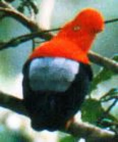 Bild: Vogelwelt Peru