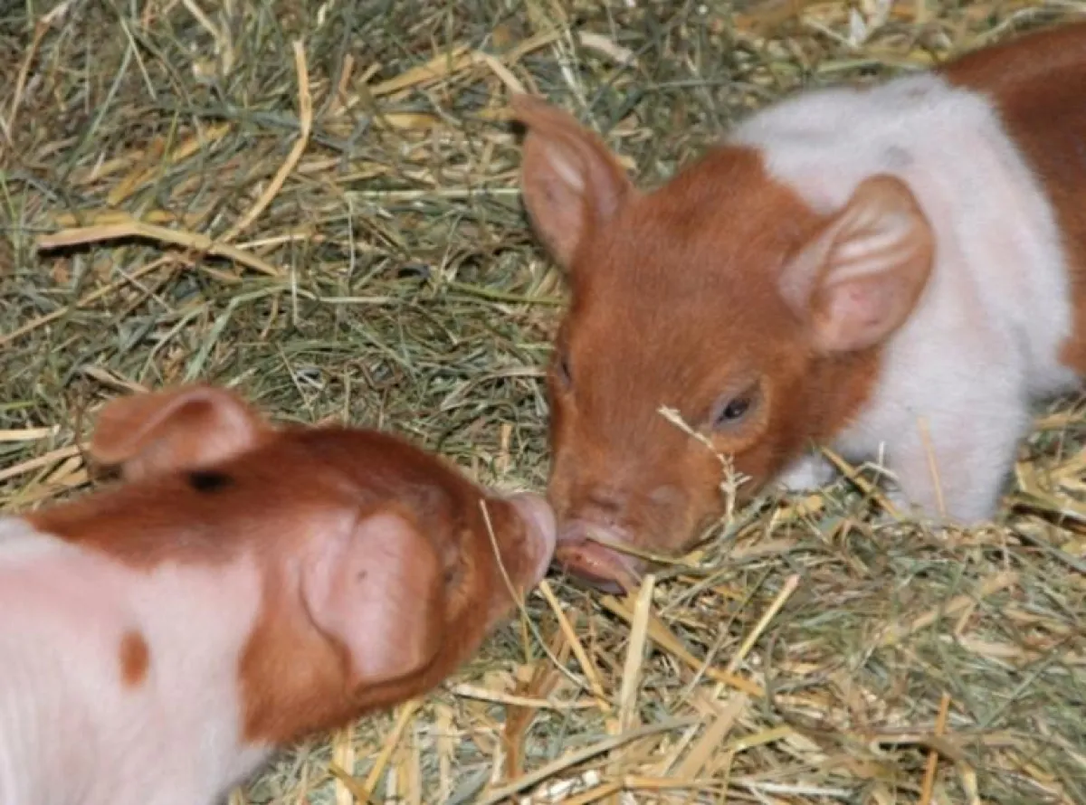 Husumer Ferkel auf Schnupperkurs