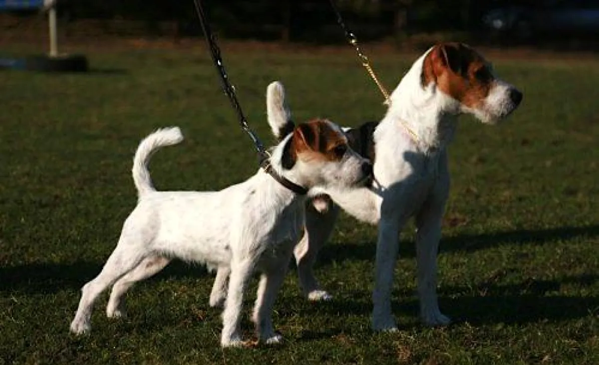 Conquest Limit & seine Tochter Jolly Dogs Uppsala
