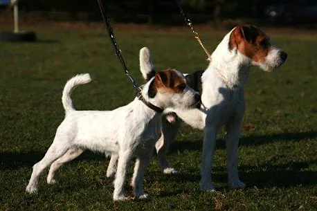 Bild: Parson Jack Russell Terrier Clubshow Pfalz 2013