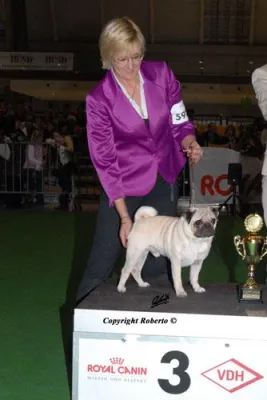 Bild: Mops-Deckrüde Chili der Mopszucht vom Mägdebrunnen gewinnt Jugendsieger-Titel in Stuttgart.