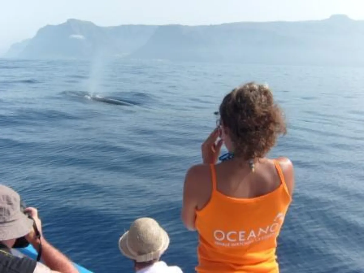 Whale Watching vor La Gomera