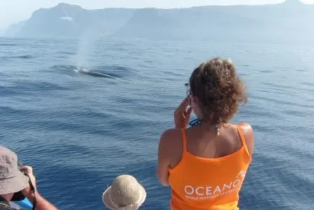 Bild: Faszination Whale Watching – mit einem Mausklick zu den Delfinen