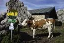 Bild: Wandern im Chiemsee-Alpenland