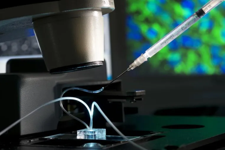 Bild: Fraunhofer IGB wirkt bei Gestaltung des europäischen Fahrplans für Organ-on-a-Chip-Technologie mit
