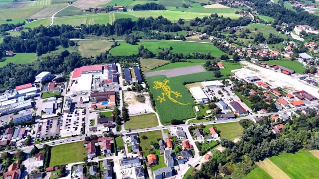 Bild: Riesiges Blumenlogo in Tittmoning: Angesäter Feuersalamander versteckt sich im Feld