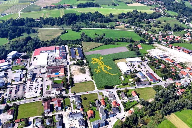 Riesiges Blumenlogo in Tittmoning: Angesäter Feuersalamander versteckt sich im Feld Bild: Riesiges Blumenlogo in Tittmoning: Angesäter Feuersalamander versteckt sich im Feld