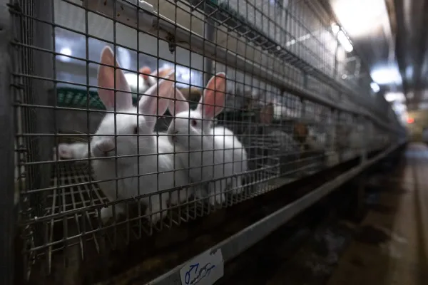 Bild: Tierquälerei mit System: Kaninchen aus größter Zucht Deutschlands im "Asamhof" missbraucht-Ermittlungen laufen