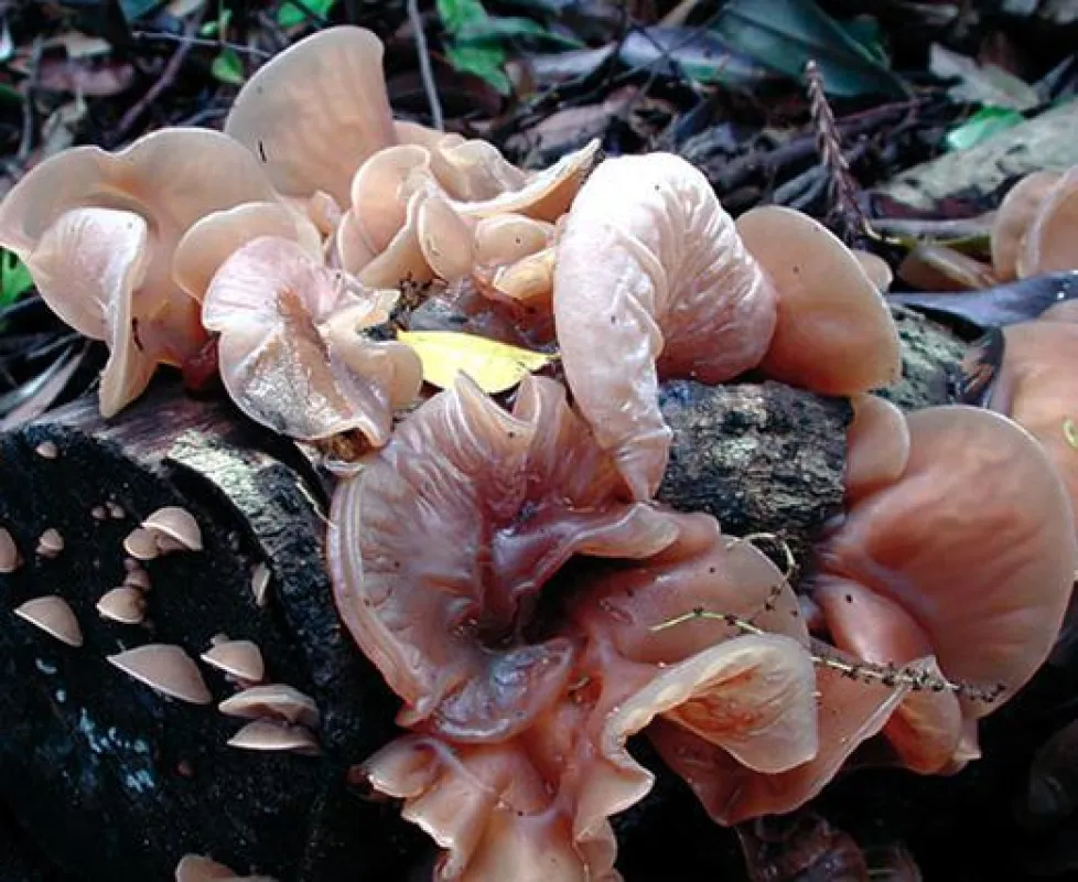 Zur Grundbehandlung bei Bluthochdruck empfiehlt sich der Heilpilz Auricularia