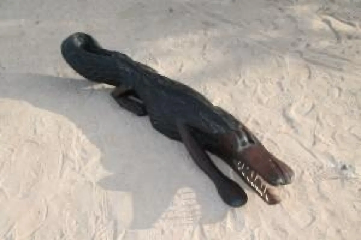 Das Teak-Krokodil aus unserem Shop