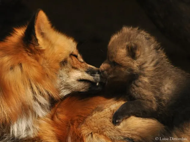 Bild: Nachwuchs am Fuchsbau: 70 Organisationen protestieren gegen erbarmungslose Bejagung