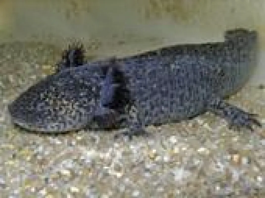 Samenspender im Dienst des FWFs: Das mexikanische Axolotl (Ambystoma mexicanum).