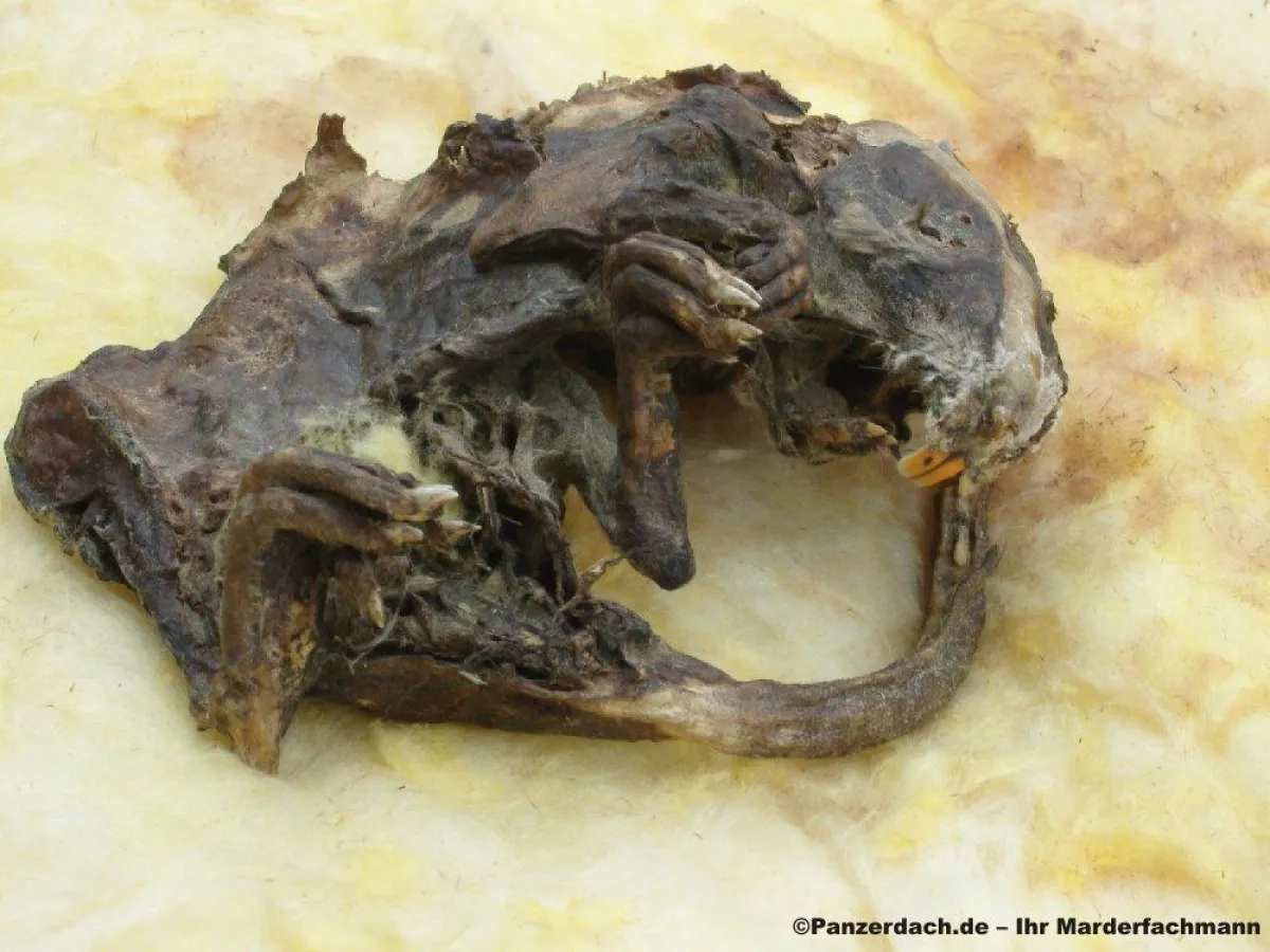 kein Alien, sondern eine 