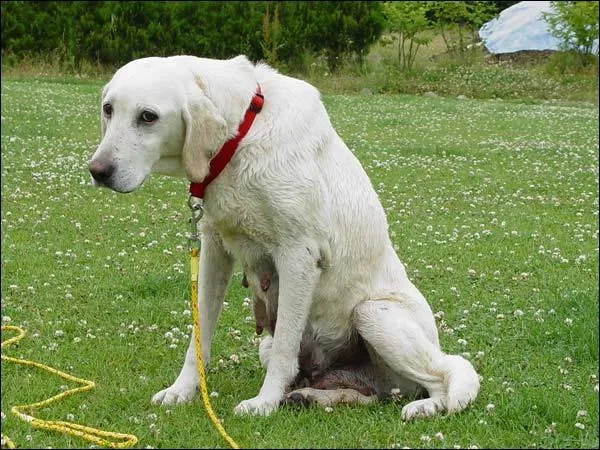 Bild: Marley & Ich – der Film - Retriever in Not e.V. befürchtet verstärkte Nachfrage nach Labradorwelpen