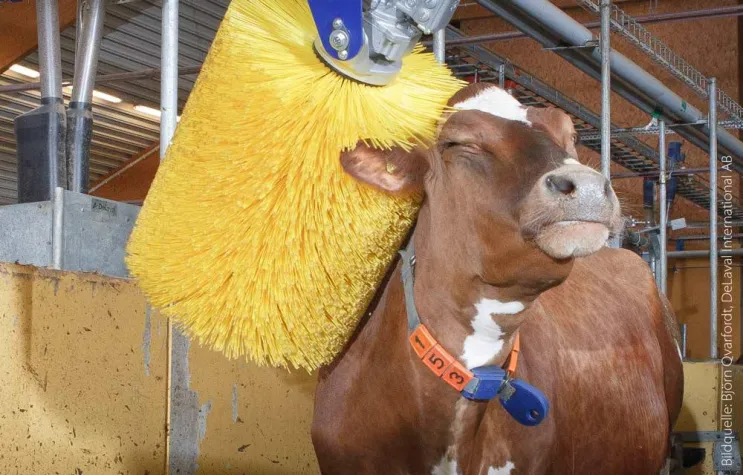 Bild: Glückliche Kühe in harmonisierter IT-Landschaft