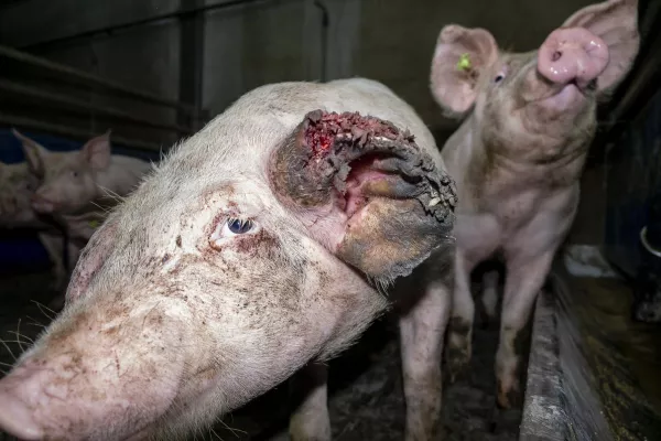 Bild: Versteckte Videoaufnahmen belegen: Tönnies Zulieferer quält Schweine und lässt einige absichtlich verhungern 