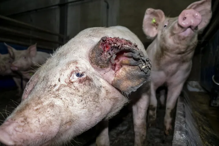 Bild: Versteckte Videoaufnahmen belegen: Tönnies Zulieferer quält Schweine und lässt einige absichtlich verhungern 