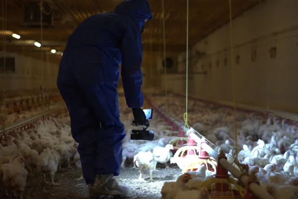 Bild: ANINOVA enthüllt: Millionen Hühner leiden für KFC in Brandenburg - aktuelle Bilder belegen Tierquälerei